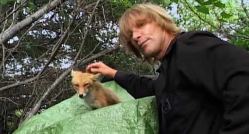 Timothy Treadwell and his fox Timothy Treadwell and his fox